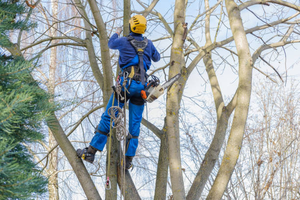 Best Tree Mulching  in Detroit Lakes, MN