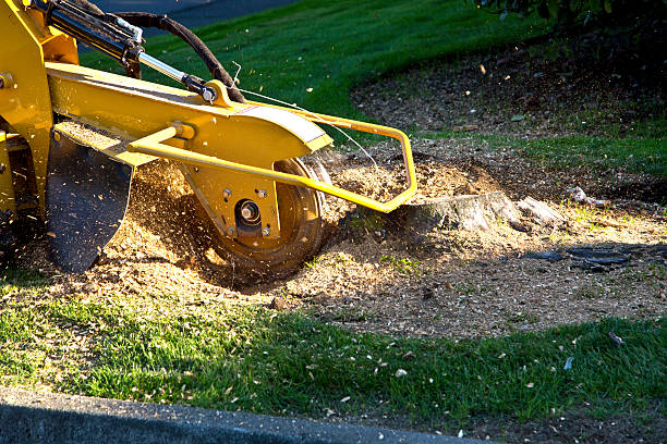 Best Artificial Turf Installation  in Detroit Lakes, MN