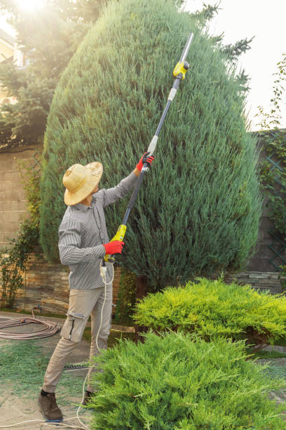 Best Lawn Pest Prevention  in Detroit Lakes, MN
